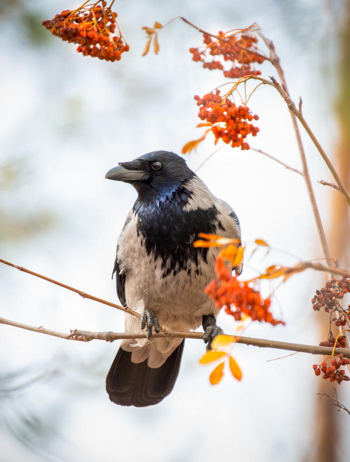 Снегирь ранний