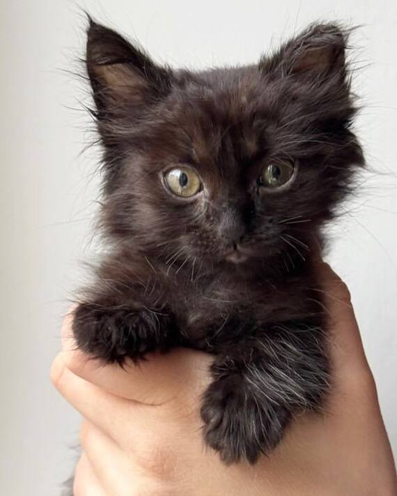 Малыш Теодор ищет Дом!