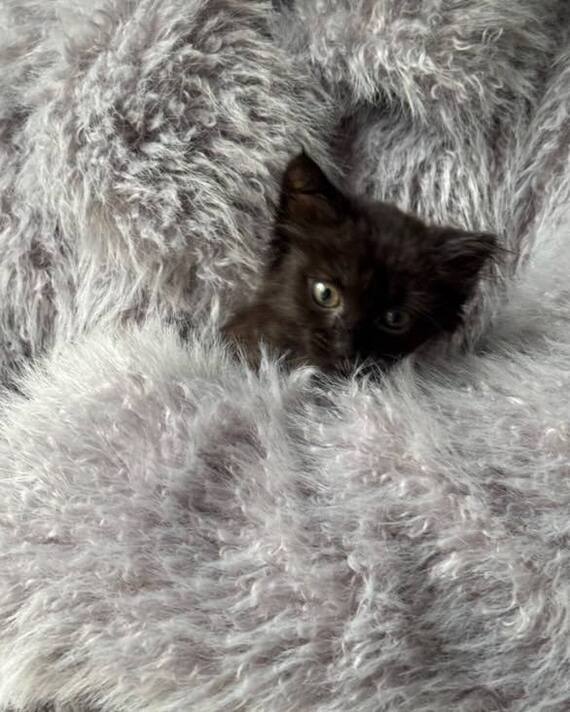 Малыш Теодор ищет Дом!