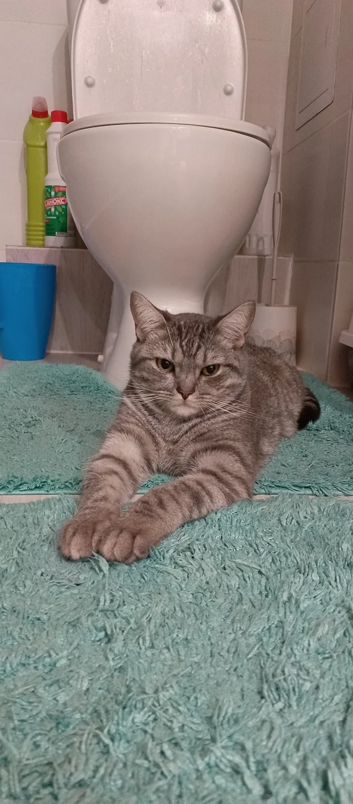 Will the cat guarding the toilet get into trouble? - My, cat, Toilet, Pet the cat, Longpost, Pets, The photo