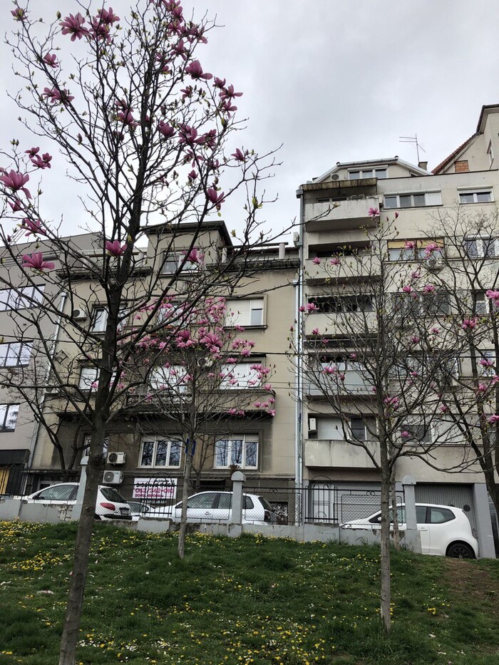 Вовсю цвели деревья