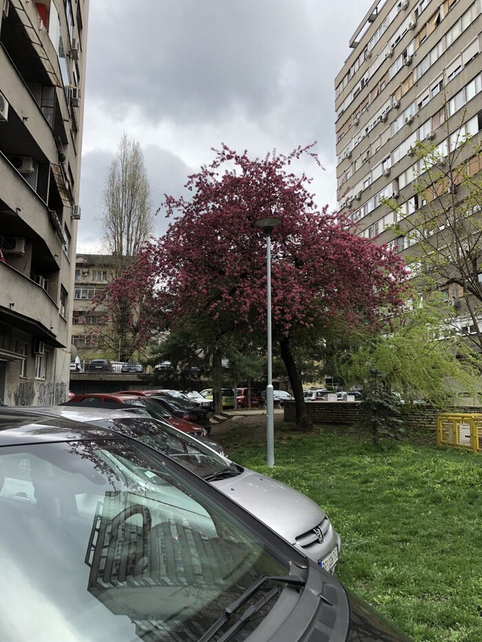 Улица Белграда в первый день