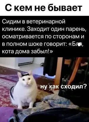 Рассеяный - Юмор, Картинка с текстом, Забывчивость, Ветеринарная клиника, Кот, Telegram (ссылка), Повтор