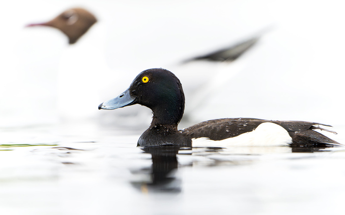 И профиль на фоне озерной чайки