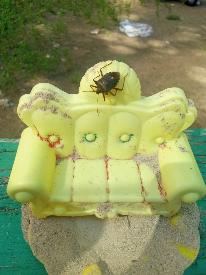 Дикий диванный клоп в естественной среде обитания