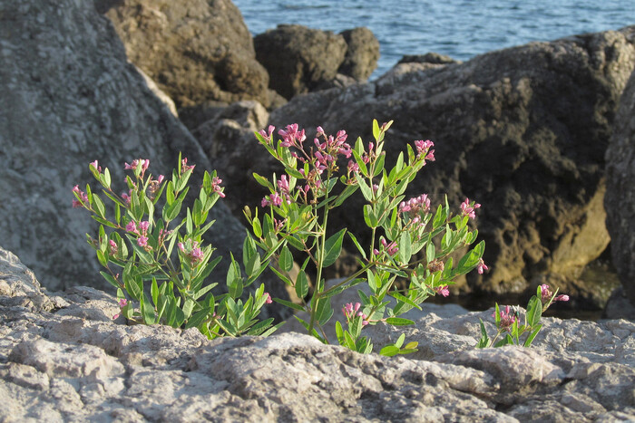 Кендырь обыкновенный, или сарматский, Крым. Фото с сайта <!--noindex--><a href="https://pikabu.ru/story/kendyir_12064544?u=http%3A%2F%2Fplantarium.ru&t=plantarium.ru&h=a99e55320aea562513d8f75971d3e7338d0dbe18" title="http://plantarium.ru" target="_blank" rel="nofollow noopener">plantarium.ru</a><!--/noindex-->