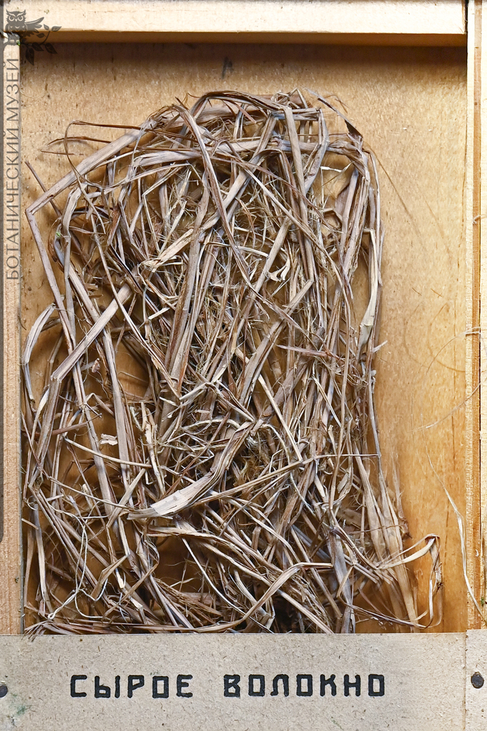 Необработанное волокно кендыря обыкновенного. Из фондов Ботанического музея БИН РАН.