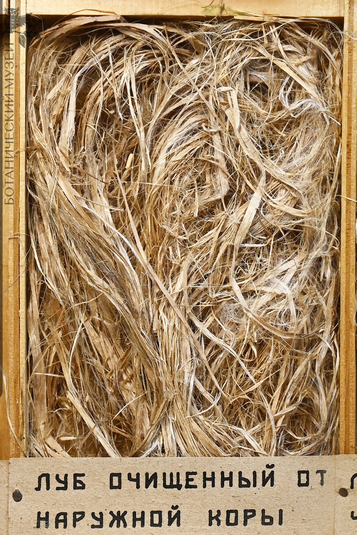 Луб, очищенный от наружной коры кендыря обыкновенного. Из фондов Ботанического музея БИН РАН.