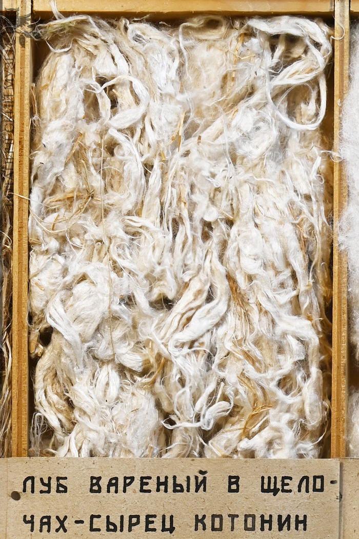 Луб, сваренный в щелочи – сырец катонин. Из фондов Ботанического музея БИН РАН.