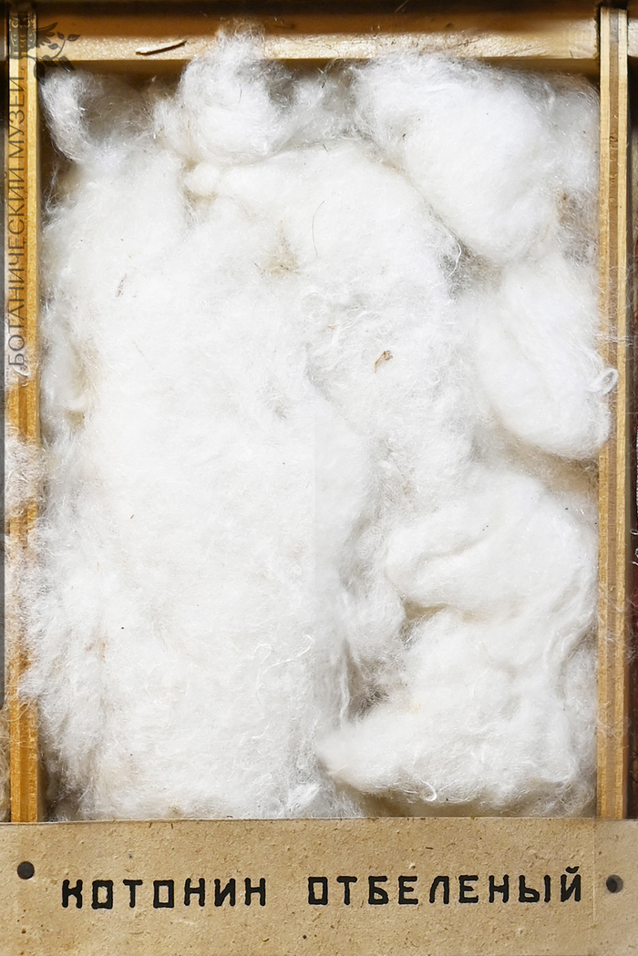 Котонин отбеленный. Из фондов Ботанического музея БИН РАН.