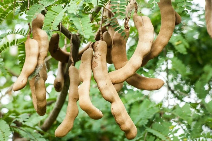 Tamarind - My, Plants, Yummy, Botany, Entertaining botany, Botanical Museum, The Wilds of Botany, Legumes, Spices, Longpost