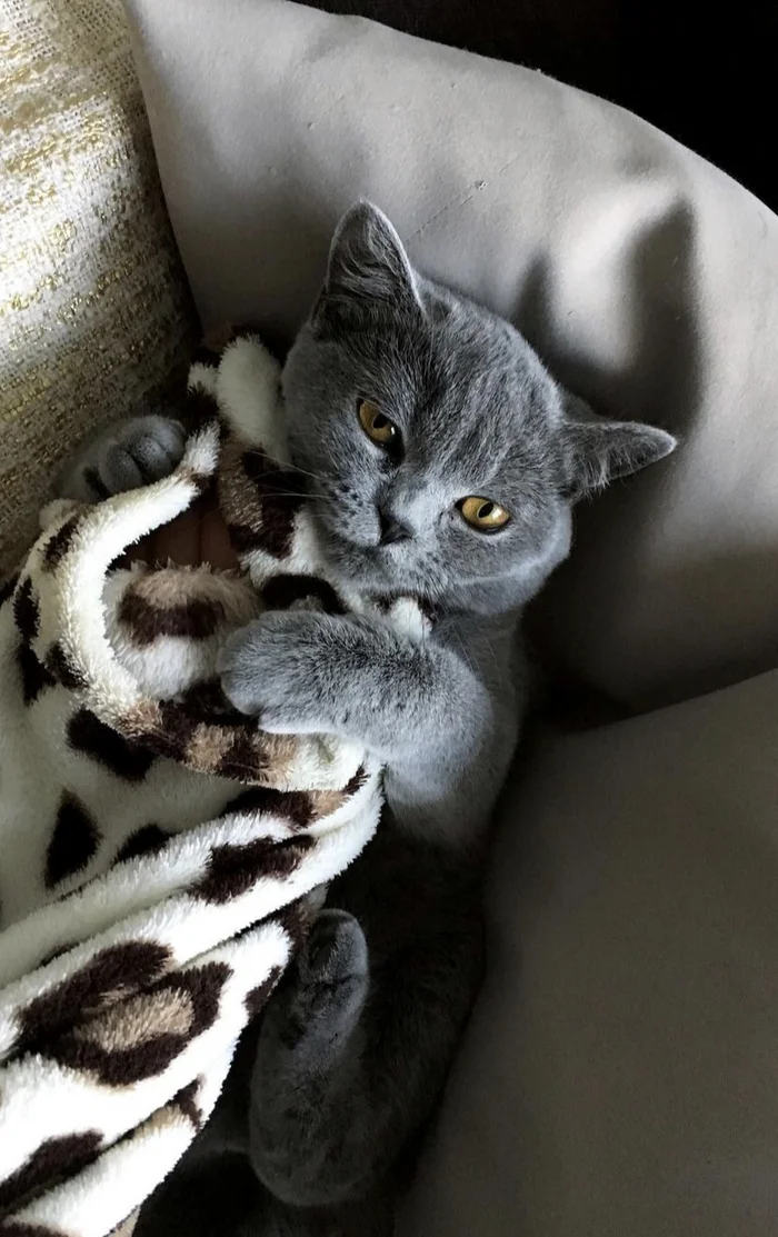 It's getting a bit colder - cat, A blanket, Under the blanket, Cold, Winter