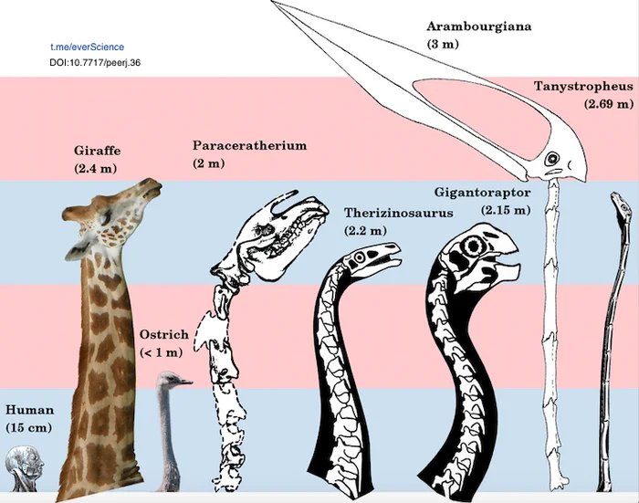 The necks of the largest pterosaurs (genus Arambourgiania) were longer than those of giraffes - Biology, Paleontology, Zoology, Neck, Anatomy, Dinosaurs, Pterosaurs