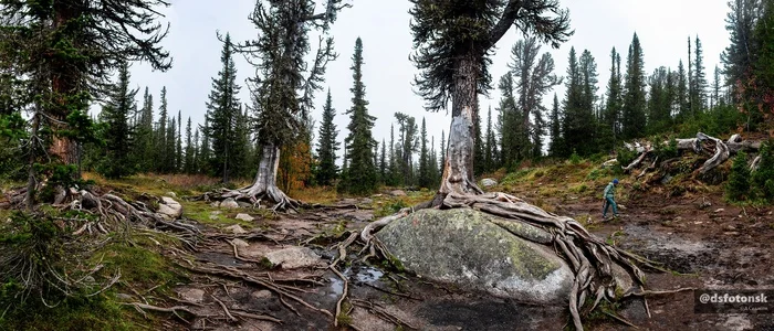 Roots, stones, trees. Ergaki - My, The nature of Russia, The photo, The mountains, Ergaki, Forest, Travel across Russia