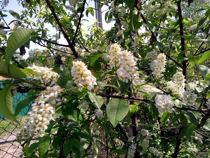 May. Bird cherry - My, The photo, Flowers, Garden, Spring, Bird cherry