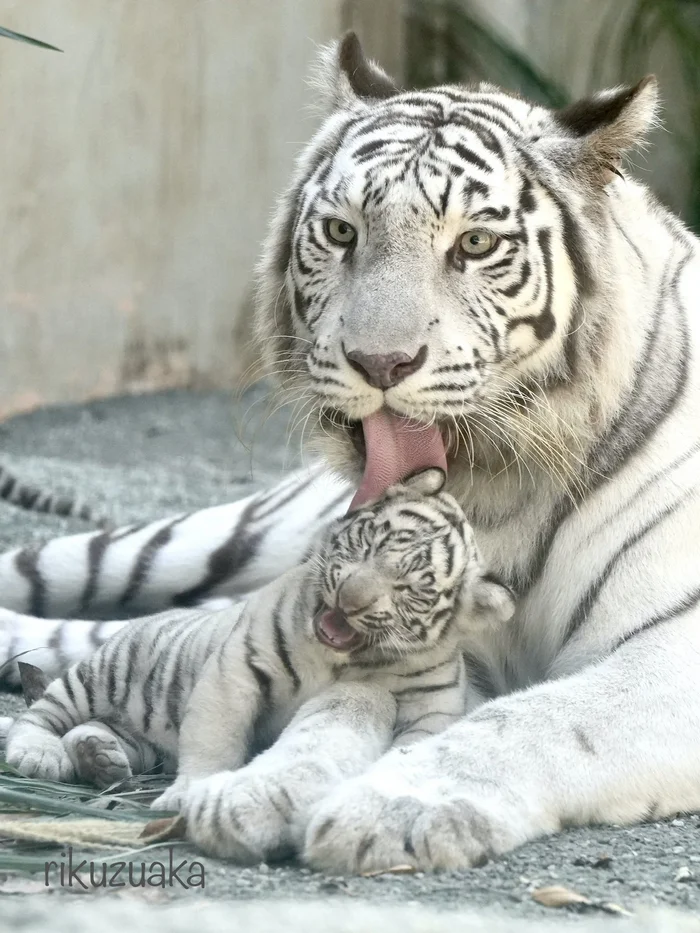 Well moooooom! - Tiger, Tiger cubs, Cat family, Predatory animals, Big cats, Wild animals, Zoo, Washing, Young, White tiger, Bengal tiger