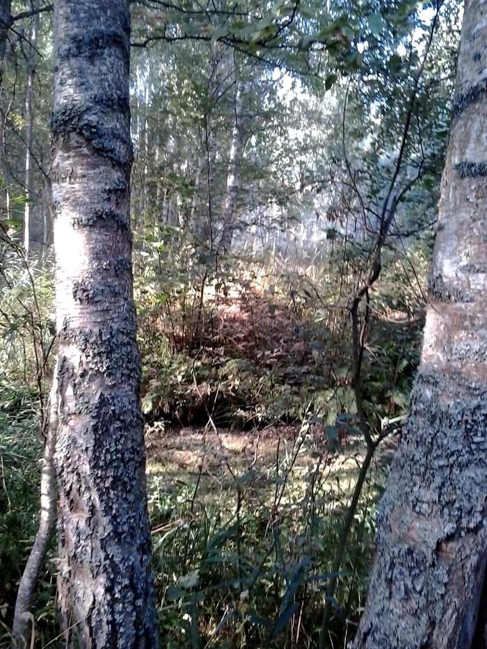 August. Wild forest. Old trees - My, The photo, Summer, Forest, wildlife, The nature of Russia