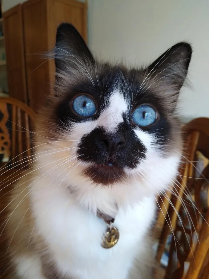 Blue eyed face - cat, Color