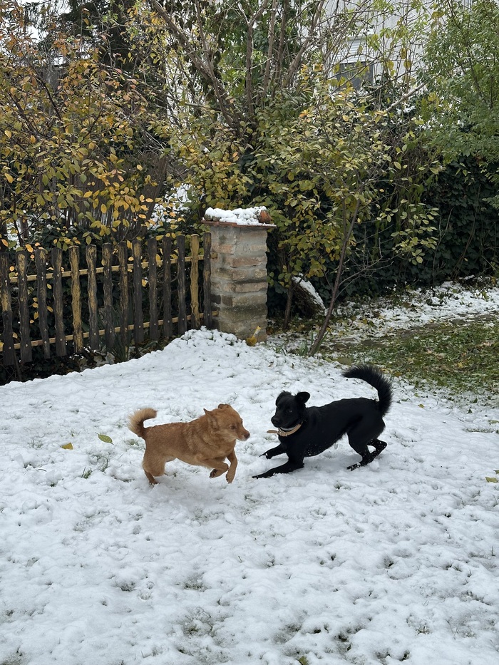 Первый снег