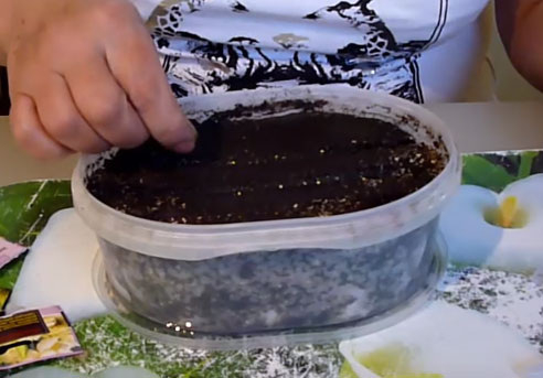 Семена Эустомы садим в ноябре- декабре