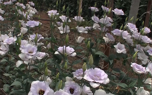 Садовый лизиантус