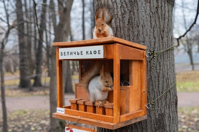 Squirrel Cafe - Squirrel, Trough, Gorky Park, Moscow, Healthy eating, Wild animals, Rodents, The photo, Helping animals, Telegram (link), Longpost