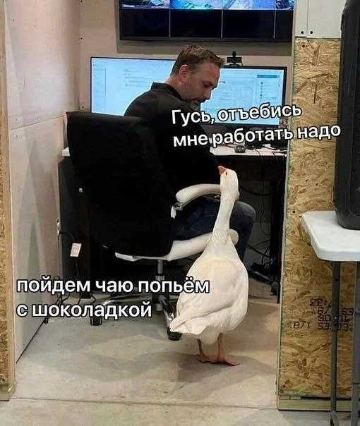 Work can wait - Memes, Picture with text, Mat, Гусь, Work