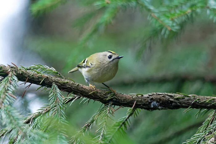 An unexpected thought - My, Nature, The nature of Russia, Forest, wildlife, Hobby, Photo hunting, Bird watching, Ornithology League, Ornithology, Birds, Longpost, The photo, A selection, Text