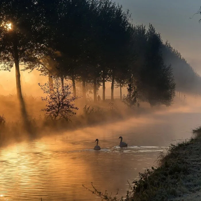 Sooooo beautiful!!! - The photo, Nature, Birds, Swans, Sunrise, Beautiful view