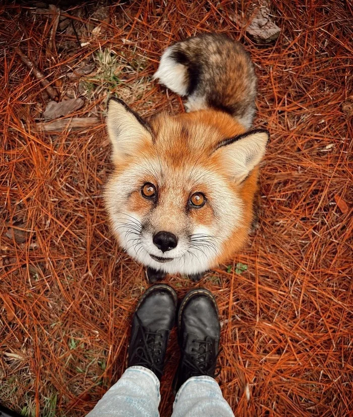 These eyes cannot lie (only cheat) - The photo, Fox, Animals, In the animal world, Sight