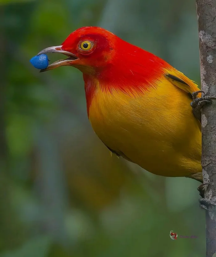 Fire Bowerbird - The photo, From the network, Passeriformes, Shalashnik, Ornithology, Birds, wildlife, Longpost