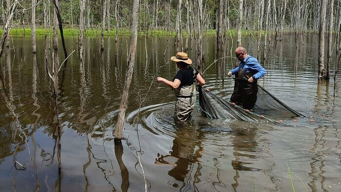 'Forever Chemicals' Killing Australian Turtles: Concentration Exceeded 30 Times - Scientists, Research, The science, Ecology, Biology, Animals, Garbage, Yandex Zen (link), Longpost