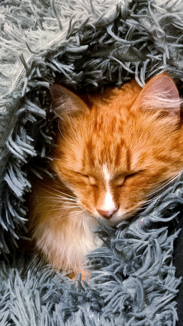 Кот в пледе