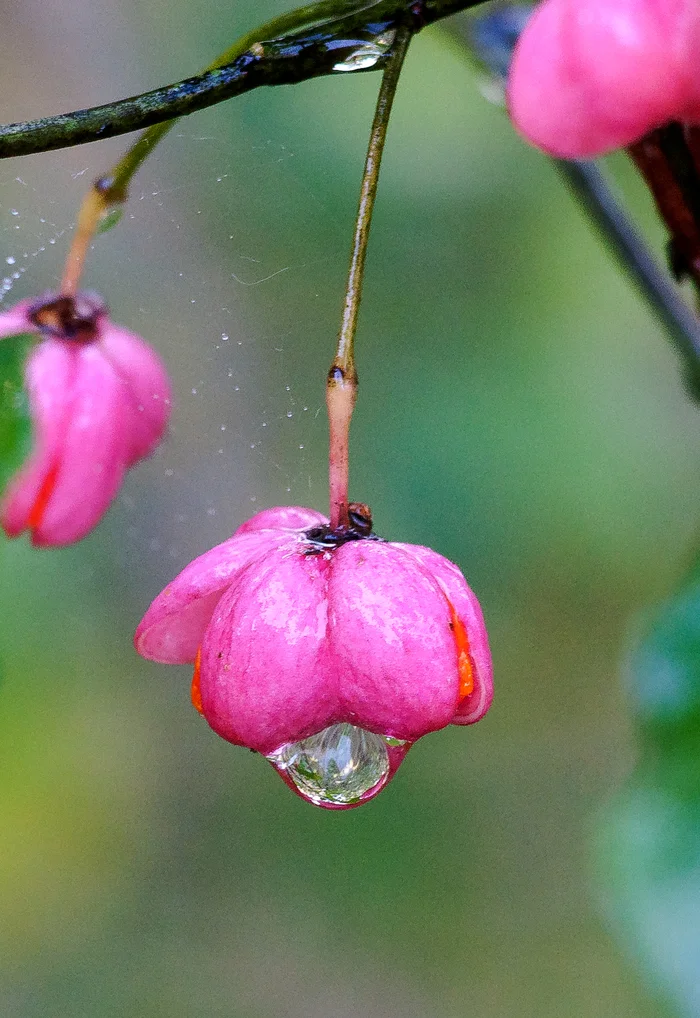 Drops - My, The photo, The nature of Russia, Longpost