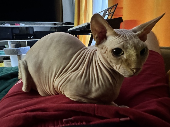 Его зовут Гантер