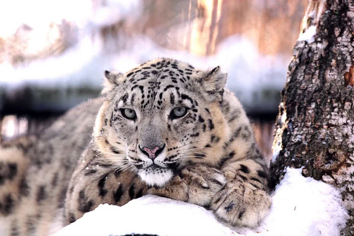 God, how good I am, how powerful my paws are... - Snow Leopard, How powerful are my paws, Big cats, The photo, Wild animals, Cat family, Predatory animals, Telegram (link)