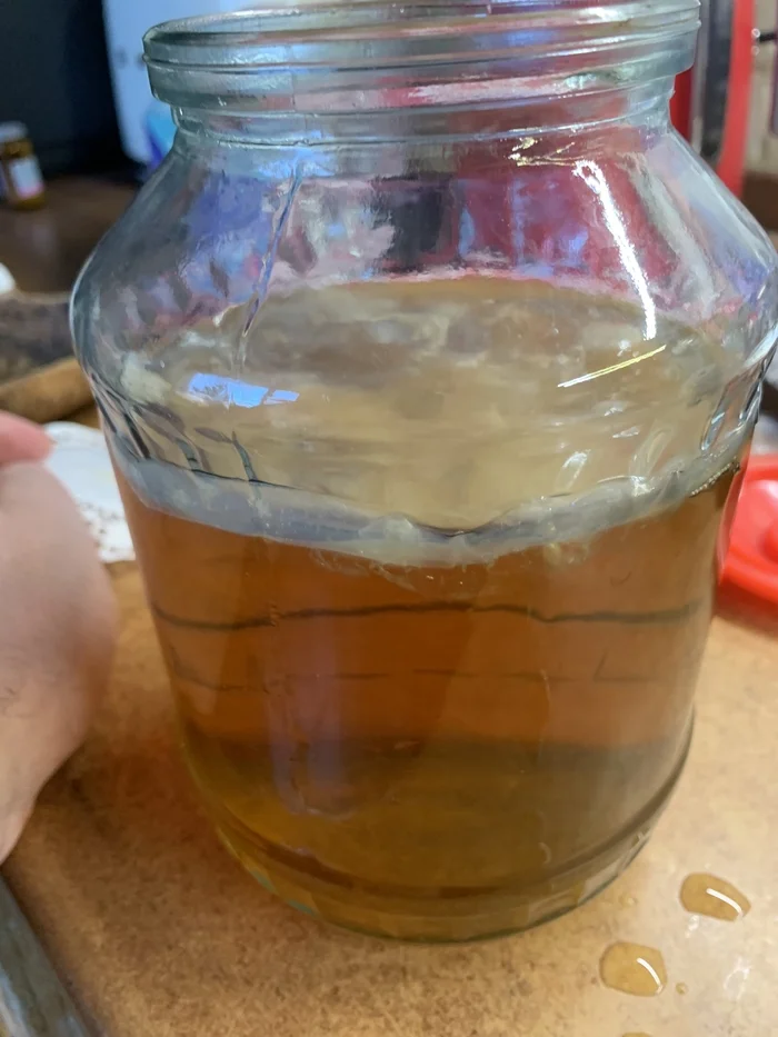 Kombucha, - My, Tea mushroom, Enzymes, Longpost