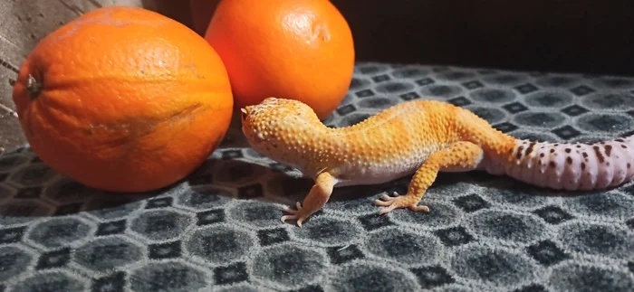 What? More orange than me? - My, Milota, Reptiles, Lizard, Gecko, Orange, Eublefar