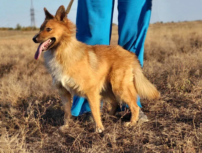 Saratov and the region: Handsome Fedyunya, a collie crossbreed, in good hands - In good hands, Homeless animals, No rating, Shelter, Dog, Saratov, Is free, Longpost