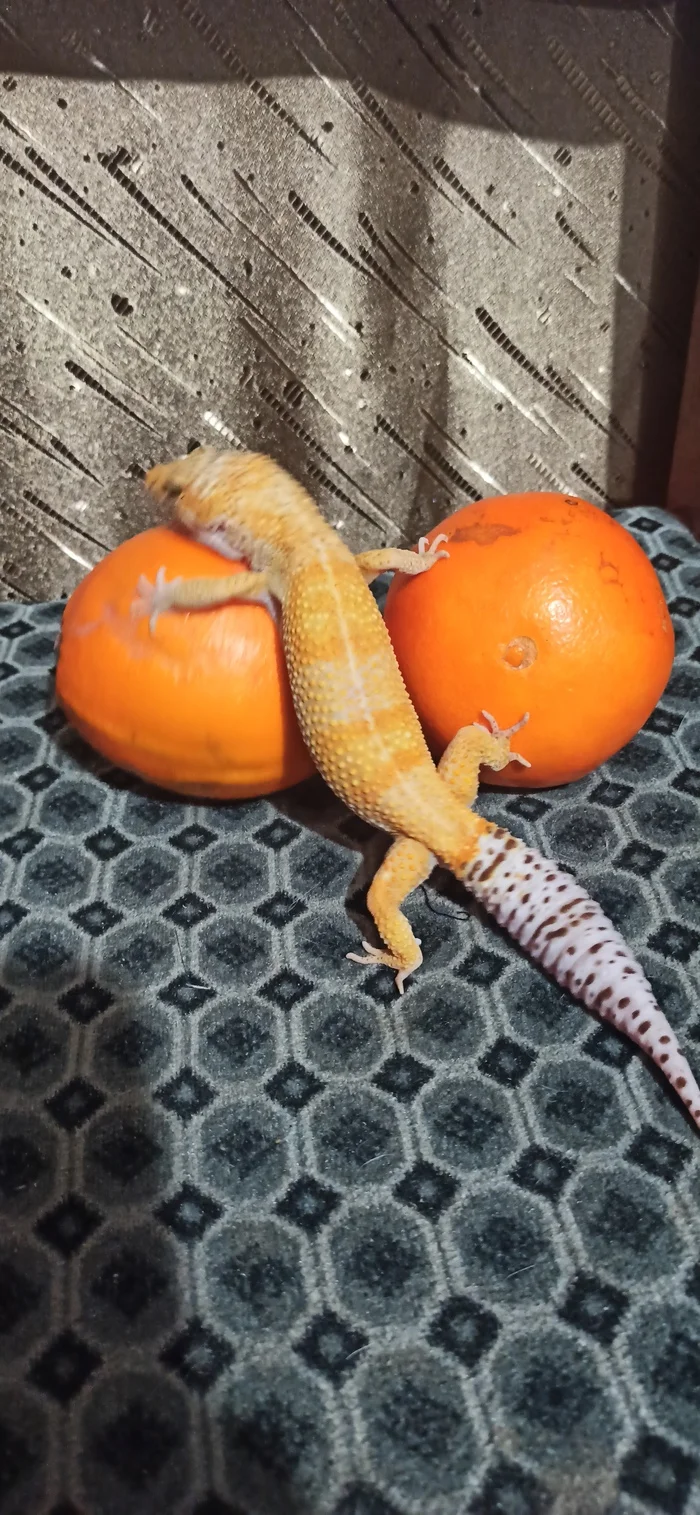 Tragedy in three acts - My, Milota, Reptiles, Lizard, Gecko, Eublefar, Orange, The fall, Longpost