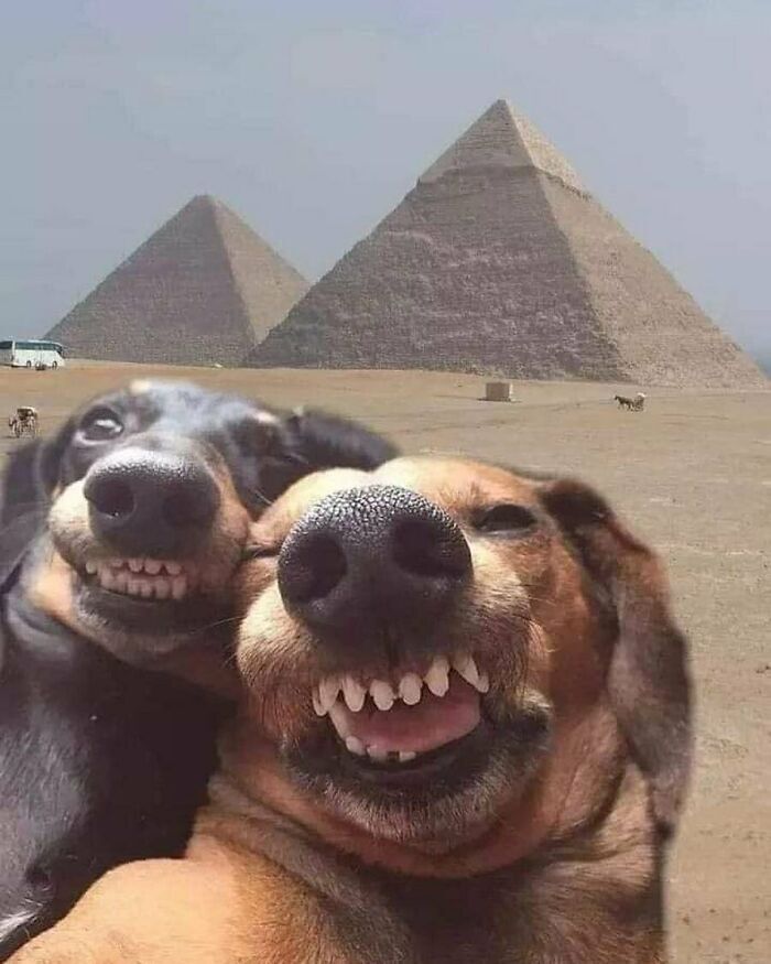 We are on vacation... - Pyramid, Egypt, Repeat, Dog