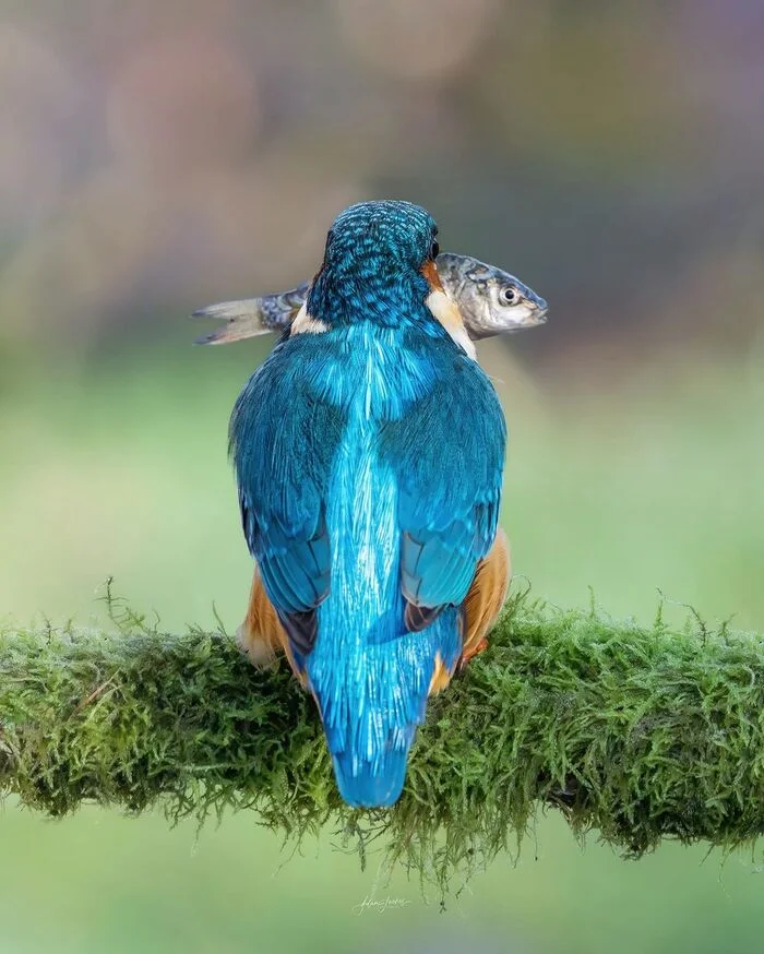 Doesn't want to show fish - Kingfisher, Birds, Wild animals, wildlife, Mining, A fish, The photo