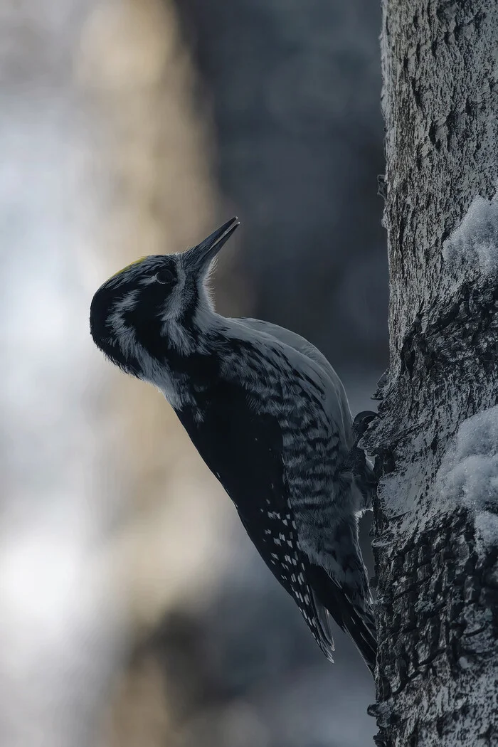 Well, at least some catch for the whole autumn - My, Photo hunting, The nature of Russia, Birds, Nature, Forest, Hobby, Bird watching, Ornithology League, Ornithology, wildlife, Video, Longpost