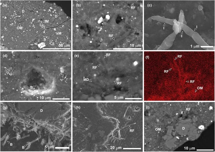 Life Will Find Its Way: Asteroid Sample Ryugu Rapidly Colonized by Earth Microbes Despite Strict Pollution Controls! - The science, Scientists, Research, Astronomy, Pollution, Universe