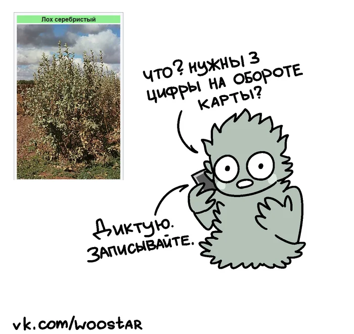 About plants - My, Humor, Plants, Vital, Mushrooms, Woostar, Longpost, Wordplay, Name, Funny name, Picture with text, Drawing