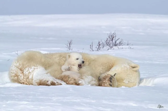 Mother with two nine-week-old babies - Polar bear, Teddy bears, The Bears, Predatory animals, Wild animals, wildlife, North America, The photo, Longpost