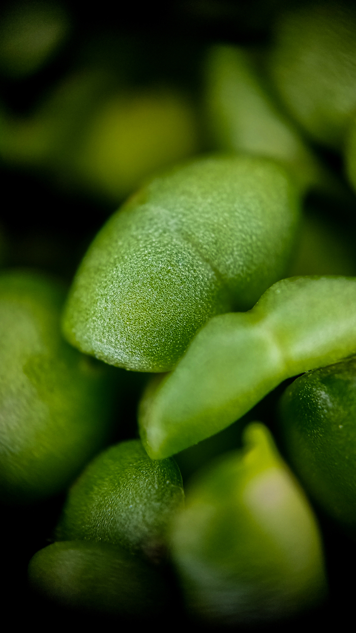 Приятный зеленый цвет