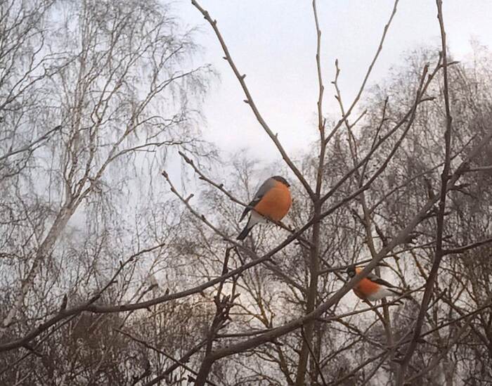 Bullfinches have arrived – messengers of frost - My, Peace, Nature, Bullfinches, Humor