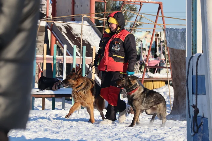 Dog training in Omsk - OCSSSS 11/23/24 - Dog, Puppies, Omsk, Training, Г“Г±Г±Г±, Friend, Care, Kindness, Dog breeding, Friends, Dog lovers, Longpost