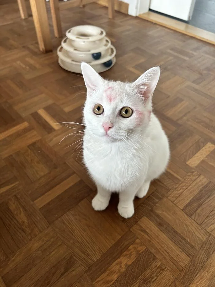 How to remove lipstick from a white cat? - cat, White, Lipstick, the washing up, Question, Reddit